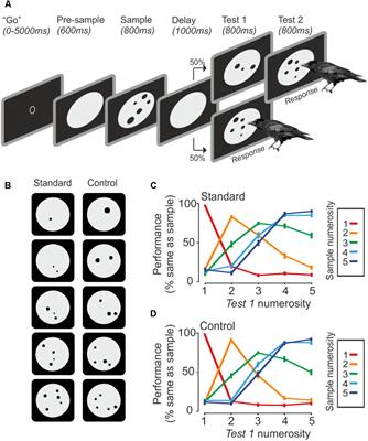 Neurons in the Hippocampus of Crows Lack Responses to Non-spatial Abstract Categories